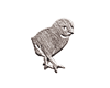chick