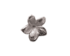 plumeria